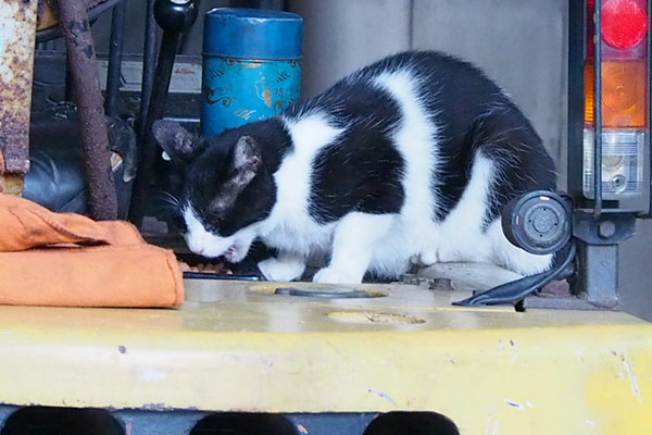 ニコル　しっかり食べています