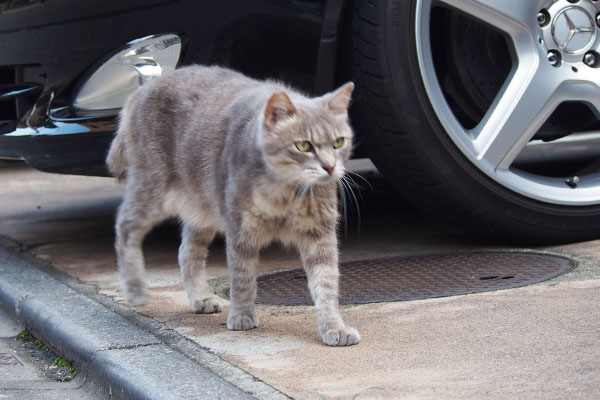 グリ　行先を見つめて