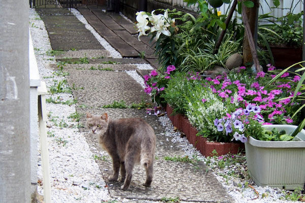 グリ　振り返る