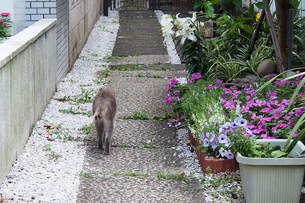 グリ　まっすぐ行く