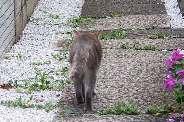 グリ　耳をこちらに向けていた