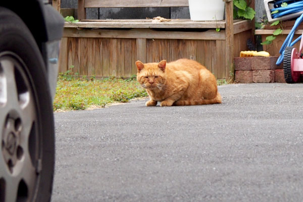 コルレ　お顔クシャとして