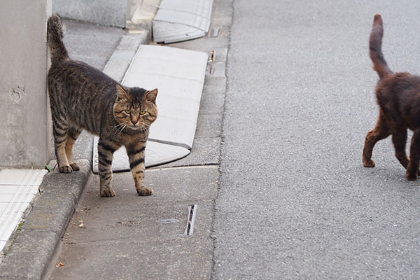 トッキーとコウガのしっぽ