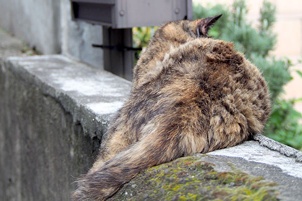 サビチッチの背中