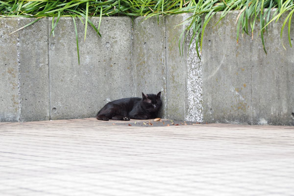 黒猫君　隅っこに