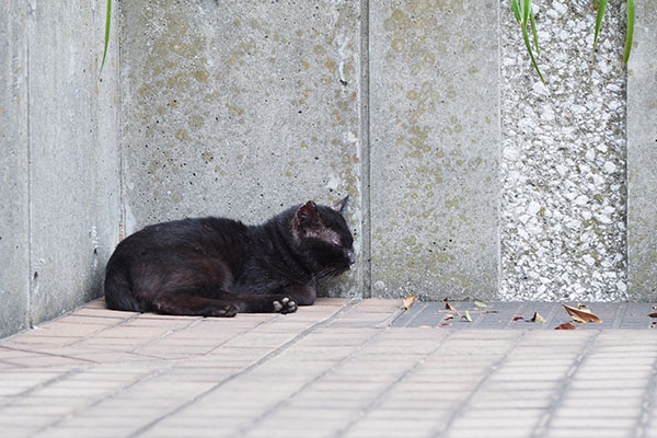 黒猫君　具合がよろしくない