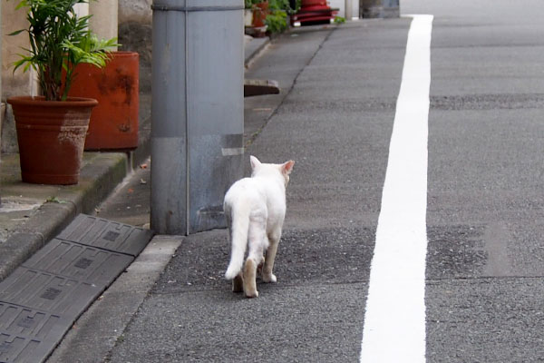 チロル目の前に現れ歩く