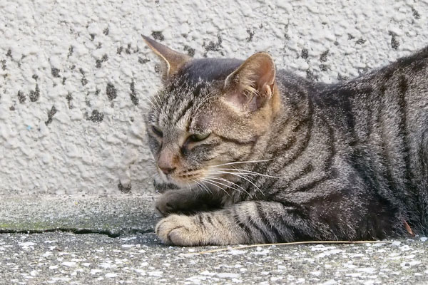 元気がないタビサンク