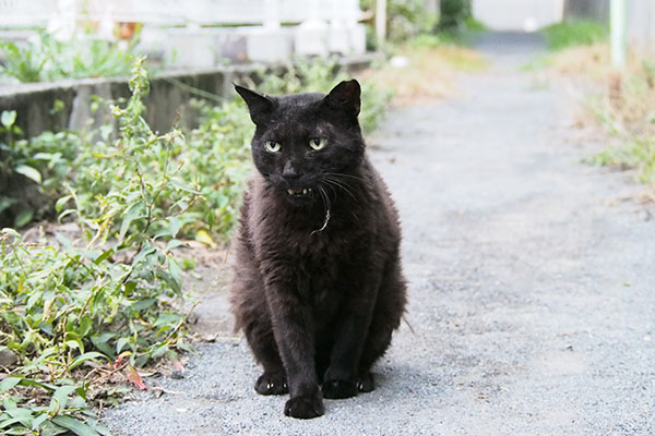 ミトン　ティアに何か言ってる