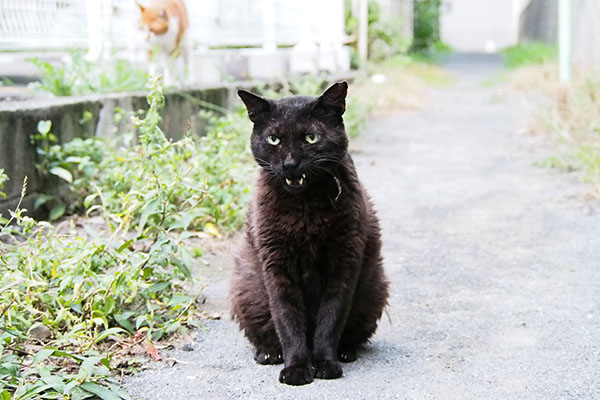 ミトン　必死で何かを言ってる