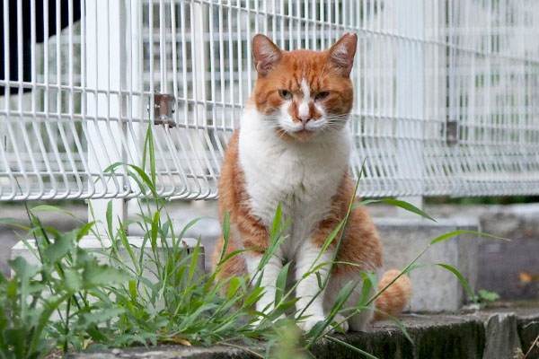 ムートン　静観する