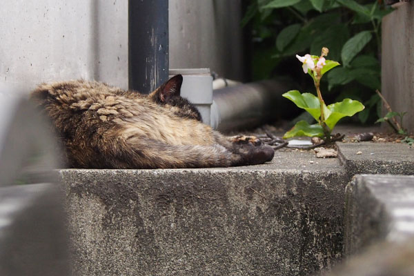 サビチッチ塀の上で寝ていた