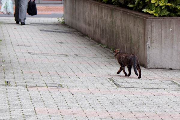 右からきじとらちゃん出て来る