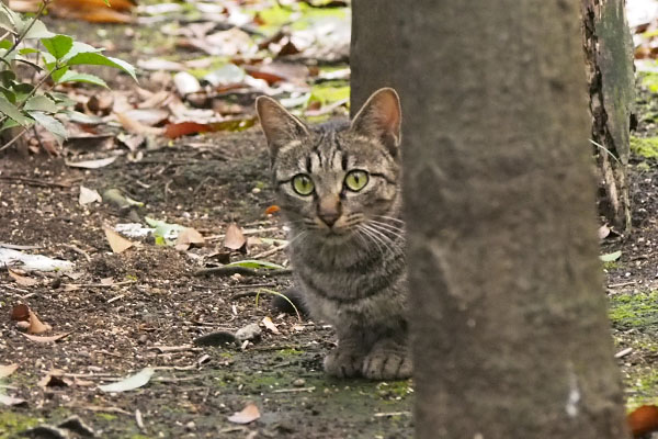 きじとらちゃん　逃走3秒前