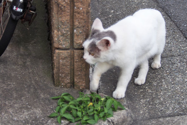 ジュリ君　横を抜けて