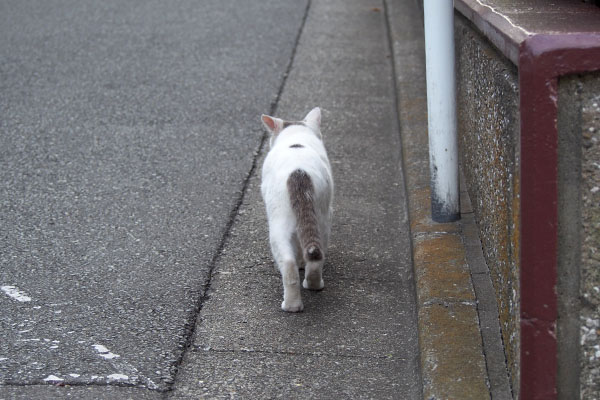 ジュリ君　前を歩く