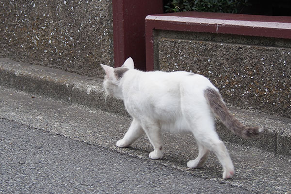 ジュリ君　歩き続ける