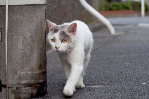 ジュリ君　ずんずん進む