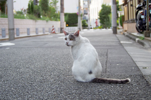 ジュリ君　お座りして振り返る