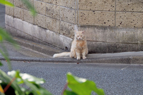 道路の向こうにナリコマ君