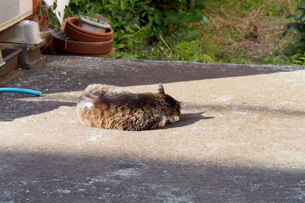 フラワー　陽の当たる場所だった