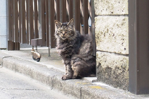 タッチー　ガレージ前こちらを見る