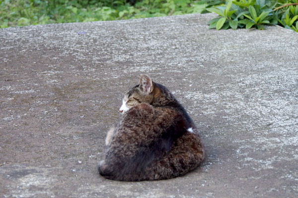 フラワー　隣りで寝てた