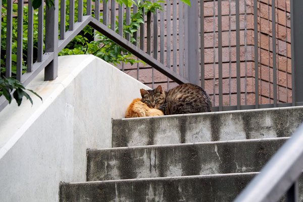 階段上にコダを枕にしているリュウリュウ