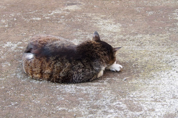 フラワー　別の日また隣りで