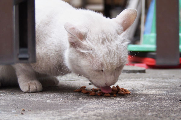 アクア　食べる