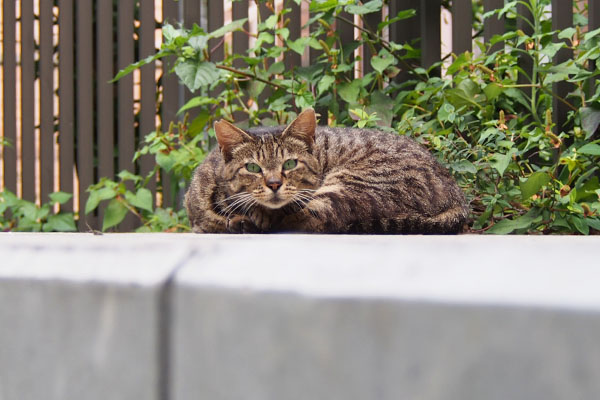 リュウリュウ　起きた