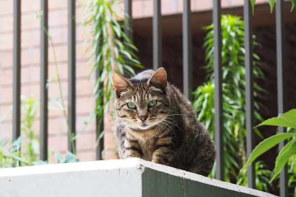 リュウリュウ　待つ