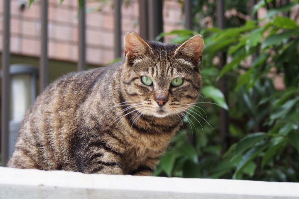 リュウリュウ　ポジションにつく