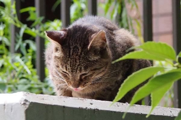 リュウリュウ　食べる