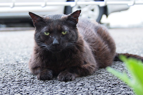 ミトン　少し毛が絡まりはじめ