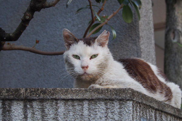 テル　じっと見つめる