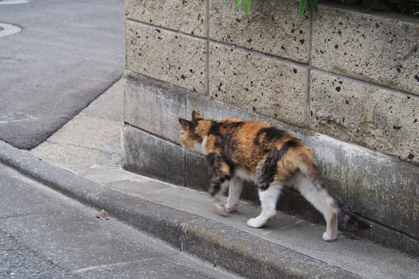 オトワ　裏へ回る