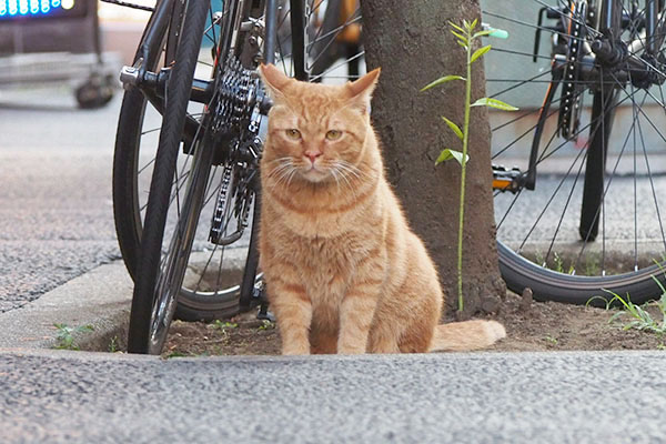 木に栄養を与えるカブ