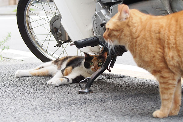 　男性を見るリコはカブを見る