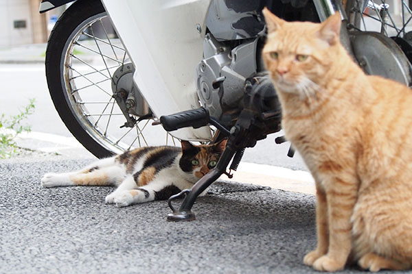 ほよよんなカブと輝く目のリコ