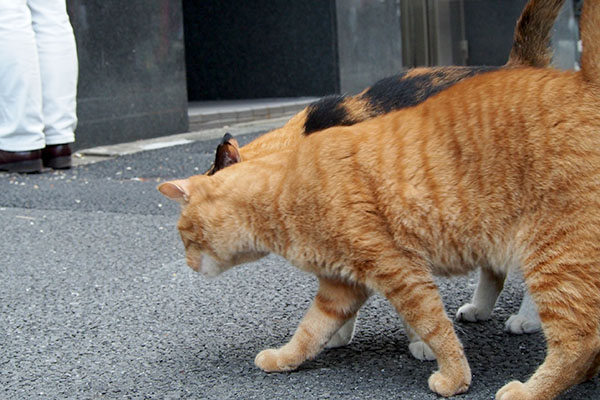 リコがカブに接近