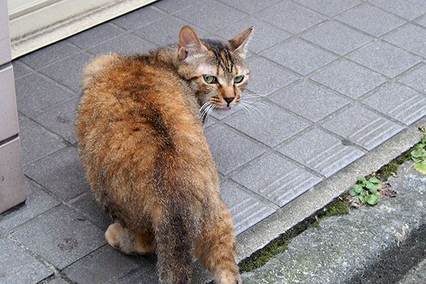 ヴェル　にゃんかおくれにゃ