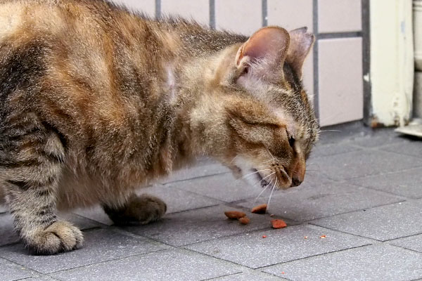 ヴェル　食べるけど