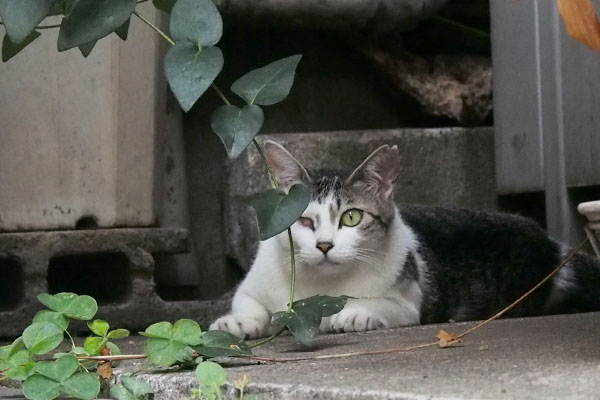 ケイ　視線逸らして