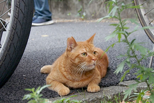 遠くを見るカブ