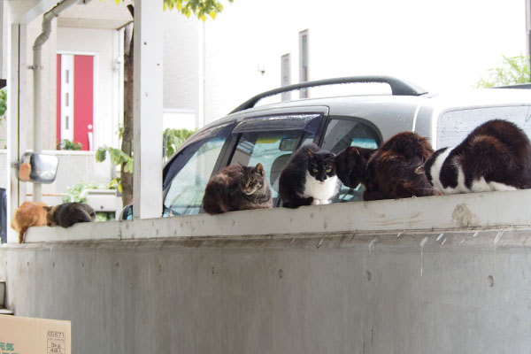 塀全体に6猫居る