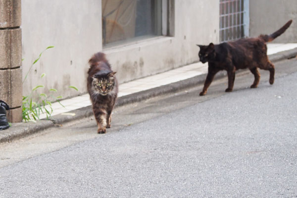 モフキジ君とコウガ