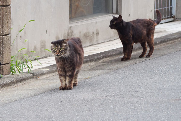 ビビるコウガと手前モフキジ