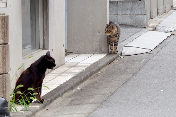 トッキーとコウガ