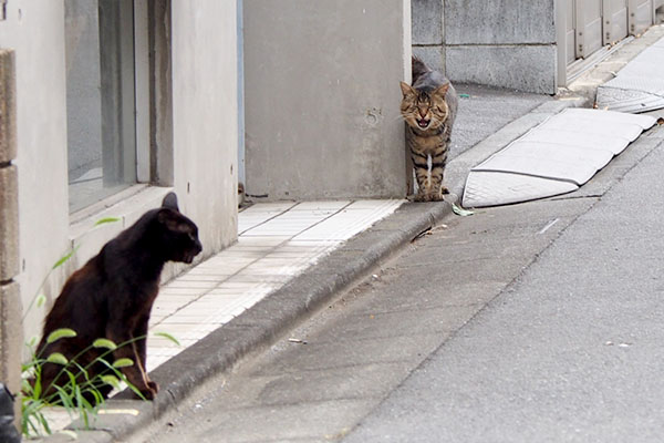 コウガとトッキー２